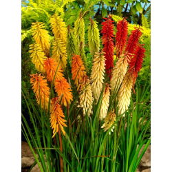 Tritoma (Kniphofia) maisījums - 1 gab; sarkanais karstais pokers, lāpu lilija - 