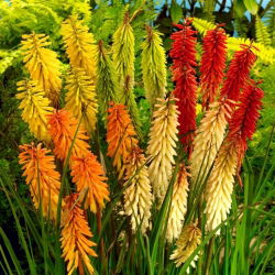 Tritoma (Kniphofia) maisījums - 1 gab; sarkanais karstais pokers, lāpu lilija - 