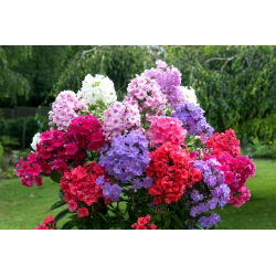 Őszi phlox (Phlox) - fajtakeverék - 1 db. - 