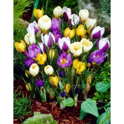 Crocus botanico - mix - Pioggia di luce sulla terra spoglia - Bulbi - Confezione grande - 100 pz