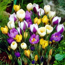 Crocus - mix - Continuous Colour Throughout Summer - Bulbs - Large Pack - 100 pcs