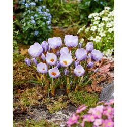Blue Marlin Krokusse - XXXL-Packung - 500 Stk