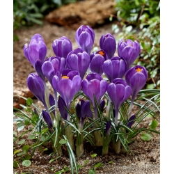 Blue Ocean Krokus - 10 Stk - 