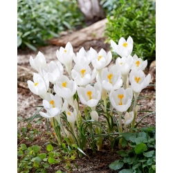 Elfenbein-Prinzessin-Krokus - 10 Stk - 