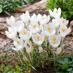 Ivory Princess krokus - 10 st