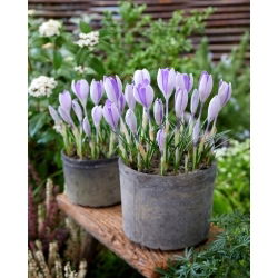 Whale Shark crocus - XXXL pack - 500 pcs