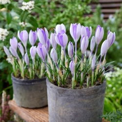 Walhai-Krokus - XXXL-Packung - 500 Stk
