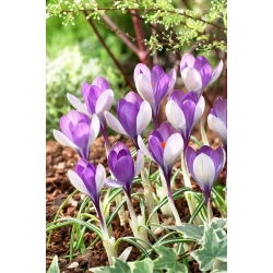 Jalta-Krokus - 10 Stk - 