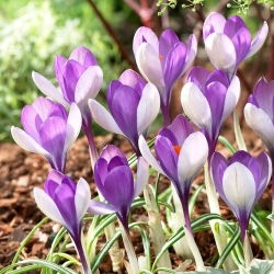 Yalta krokus - 10 st
