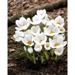 Crocus bianco - Confezione XXXL - 500 pz