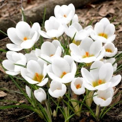 Crocus bianco - Confezione XXXL - 500 pz