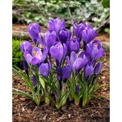 Lilla storblomstret krokus - XXL pakke 100 stk.
