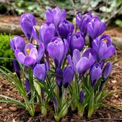Lilla storblomstret krokus - XXL pakke 100 stk.