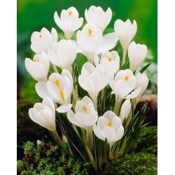 Hvid storblomstret krokus - XXL pakke 100 stk.