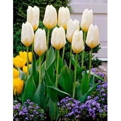Purissima zema auguma tulpe - XL iepakojums - 50 gab.