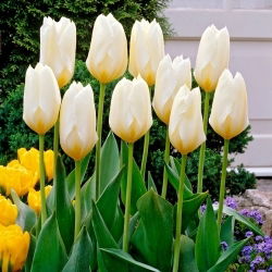 Purissima niedrig wachsende Tulpe - XL-Packung - 50 Stk - 