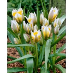 Mazā Zvaigznes tulpe - 5 gab.