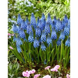 Lindsay grape hyacinth - XXXL pack - 500 pcs