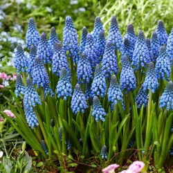 Lindsay grape hyacinth - XXXL pack - 500 pcs