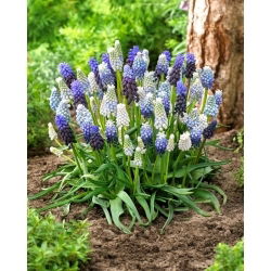 Grape hyacinth selection - Muscari Mix - XXXL pack - 500 pcs