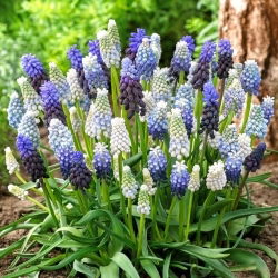 Selecție zambile de struguri - Muscari Mix - 10 buc.