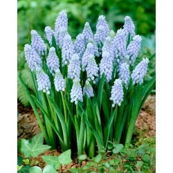 Valerie Finnis grape hyacinth - XXXL pack - 500 pcs