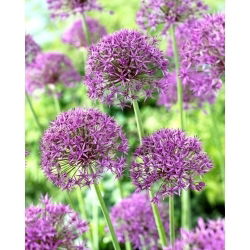 Cipolla ornamentale Violet Beauty - 3 pz