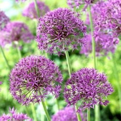 Cipolla ornamentale Violet Beauty - 3 pz