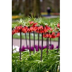 Rød skjønnhet keiserlige krone; imperial fritillary, Kaisers krone - XL-pakning - 50 stk