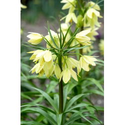Raddes fritillary; dverg krone keiserlig