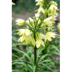 Raddes fritillary; dvergkrone imperial - XL-pakning - 50 stk