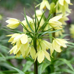 Raddes fritillary; dverg krone keiserlig
