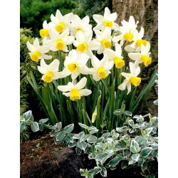 Jack Snipe narcis - 5 kom