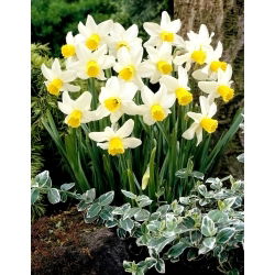 Narcis Jack Snipe - XL balenie - 50 ks