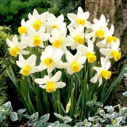 Jack Snipe narcis - 5 kom