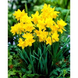Dvostruki narcis Campernelle - 5 kom