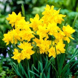 Narciso doble Campernelle - Pack XL - 50 uds.