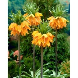 Orange Brilliant krone imperial; keiserlig fritillary, Kaisers krone