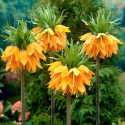 Orange Brilliant krone imperial; keiserlig fritillary, Kaisers krone