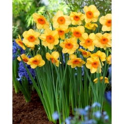 Kedron daffodil - XXXL pack  250 pcs