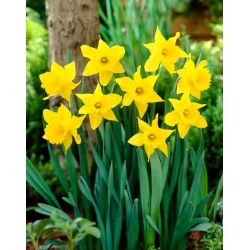 King Alfred daffodil - XXXL pack  250 pcs