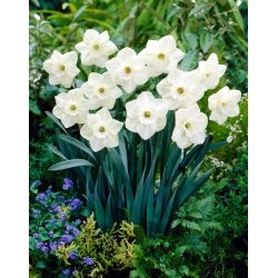 Nehrđajući narcis - 5 kom