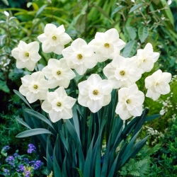 Roostevaba nartsiss - XL pakk - 50 tk