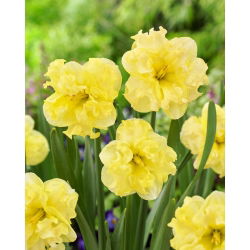 Sunny Side Up narcis - 5 kom