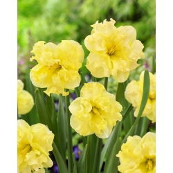 Sunny Side Up nartsiss - XL pakk - 50 tk