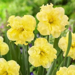Sunny Side Up nartsiss - XL pakk - 50 tk