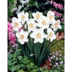 Tommy's White narcis - XL balení - 50 ks.