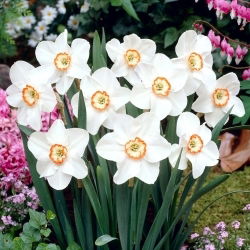 Tommy's White narcis - 5 kom