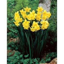 Tripartite daffodil - XXXL pack  250 pcs