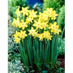 Verdin crocus - XXXL pachet 250 buc.